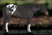 Horse Color:Liver Chestnut Appaloosa