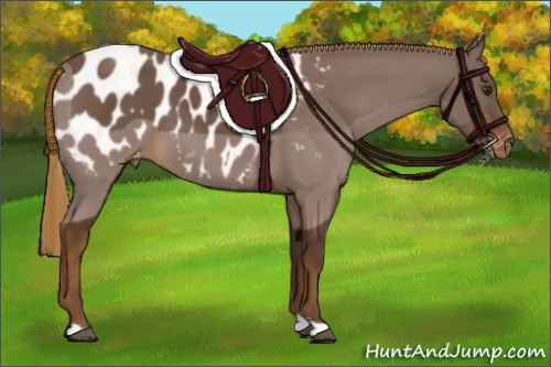 Horse Color:Liver Chestnut Appaloosa