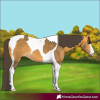 Horse Color:Buckskin Tobiano