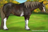 Horse Color:White Spotted Liver Chestnut Ice