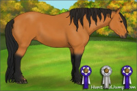 Horse Color:Gray Buckskin