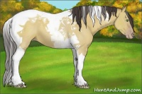 Horse Color:Classic Champagne Dun Tobiano 