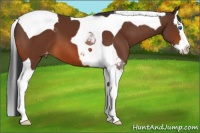Horse Color:Bay Splash Tobiano Varnish