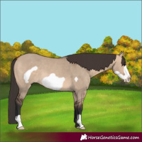 Horse Color:Bay Dun Frame 