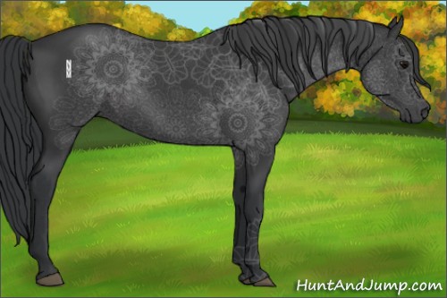 Horse Color:Black 