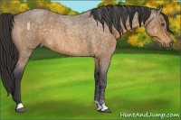 Horse Color:Buckskin Roan Rabicano