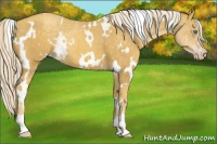 Horse Color:White Spotted Gold Cream Champagne