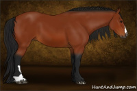 Horse Color:Gray Bay 