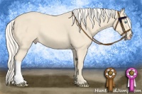 Horse Color:Cremello 
