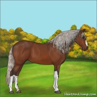Horse Color:Silver Bay 