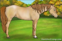 Horse Color:Chestnut Pearl