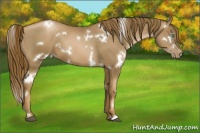 Horse Color:White Spotted Liver Chestnut Pearl 