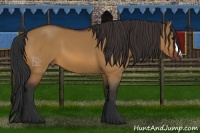 Horse Color:Bay Dun