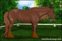 Horse Color:Chestnut 