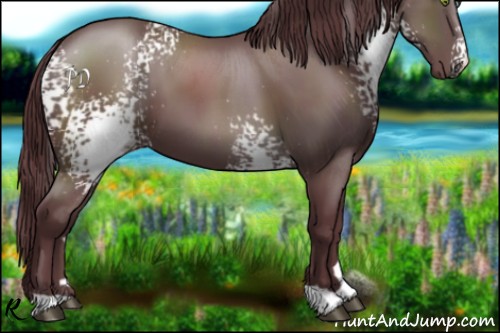 Horse Color:White Spotted Chocolate Black