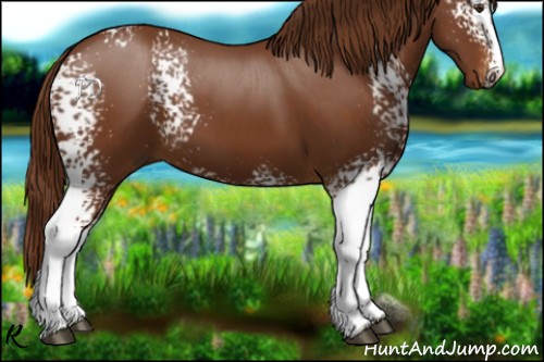 Horse Color:White Spotted Chestnut 