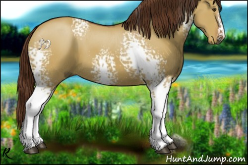 Horse Color:White Spotted Red Dun 