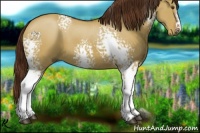 Horse Color:White Spotted Red Dun 