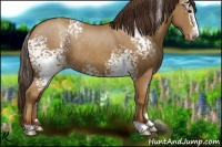 Horse Color:White Spotted Classic Champagne Rabicano 