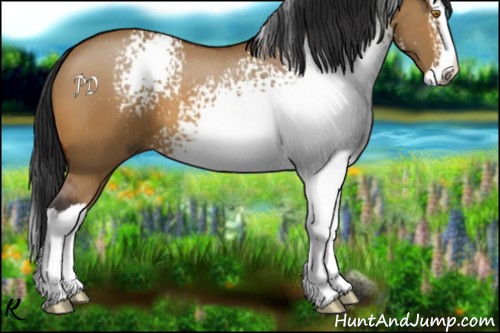 Horse Color:White Spotted Bay Dun Splash 