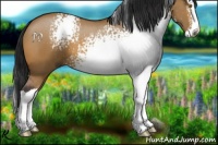 Horse Color:White Spotted Bay Dun Splash 