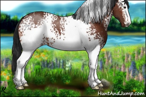 Horse Color:White Spotted Bay 