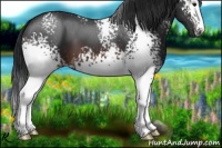 Horse Color:White Spotted Brown 