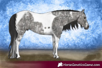 Horse Color:Gray Black Ice Splash Tobiano and Grullo Ice Tobiano