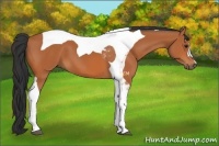 Horse Color:Bay Tobiano 