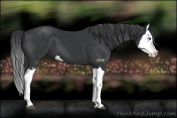 Horse Color:Black Splash
