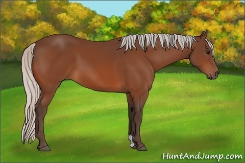 Horse Color:Silver Bay 