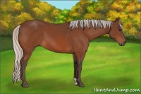 Horse Color:Silver Bay