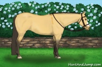 Horse Color:Buckskin Dun 