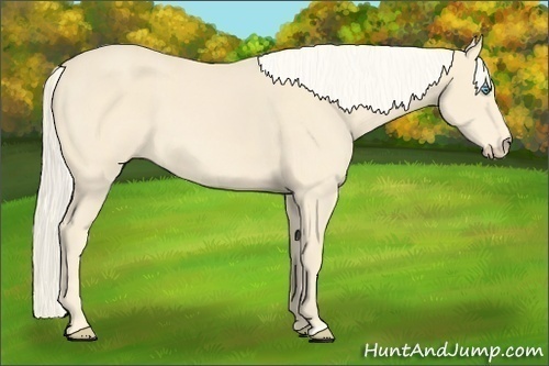 Horse Color:Cremello