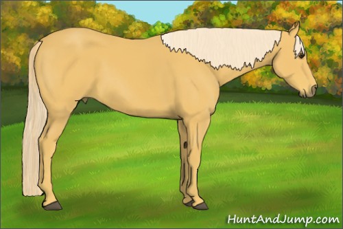 Horse Color:Palomino