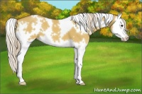 Horse Color:White Spotted Palomino Dun Splash