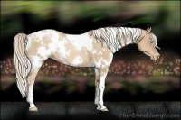 Horse Color:White Spotted Chocolate Palomino Pearl 