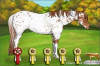 Horse Color:White Spotted Chestnut Appaloosa 