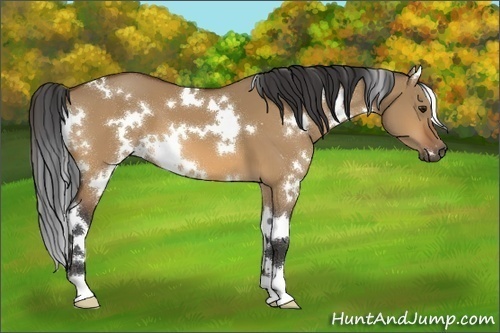 Horse Color:White Spotted Bay Dun 