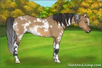 Horse Color:White Spotted Bay Dun 