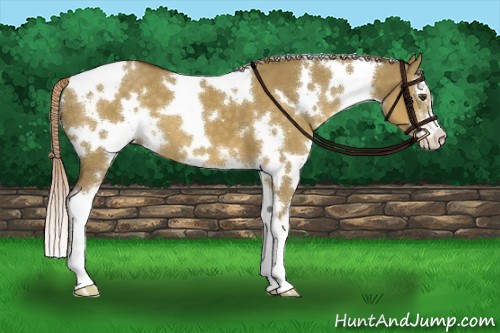 Horse Color:White Spotted Chocolate Palomino Dun Sabino 