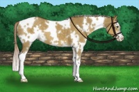 Horse Color:White Spotted Chocolate Palomino Dun Sabino 