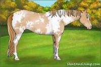 Horse Color:White Spotted Chestnut Pearl