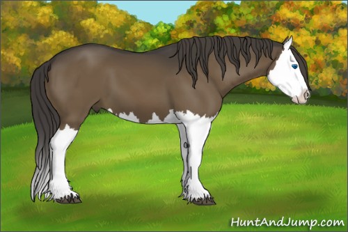 Horse Color:Smoky Black Splash 