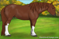 Horse Color:Gray Chestnut 