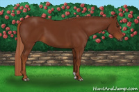 Horse Color:Gray Chestnut 