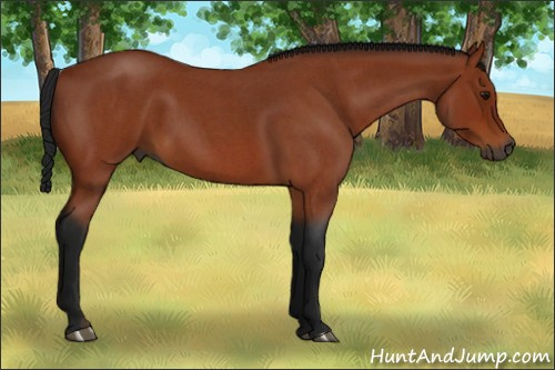 Horse Color:Gray Bay Roan 