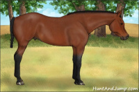 Horse Color:Gray Bay Roan 