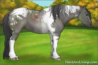 Horse Color:Grullo Tobiano 