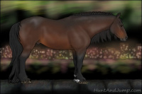 Horse Color:Gray Bay 